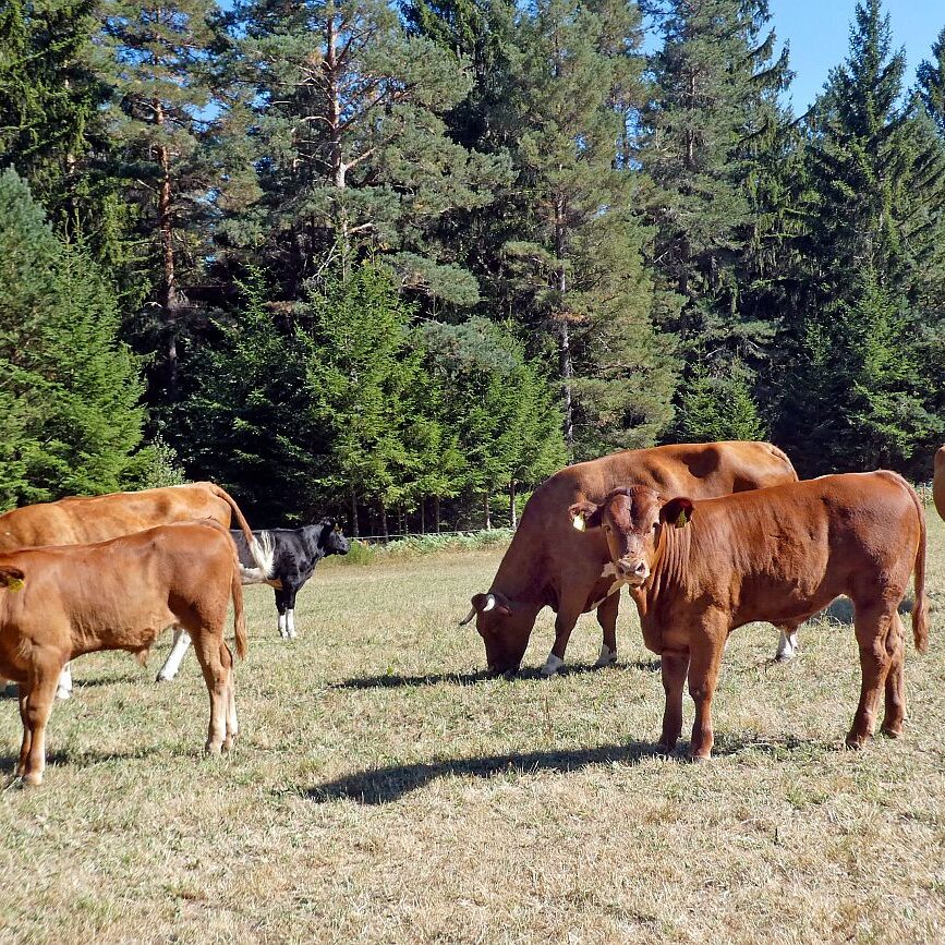 Ecke Trombach Bergkapelle Reute Ramstein 34