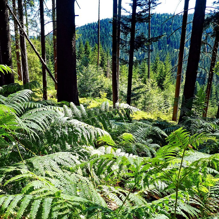 Gruen und Blueten aus dem Schwarzwald 01