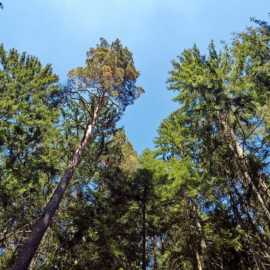 Gruen und Blueten aus dem Schwarzwald 02