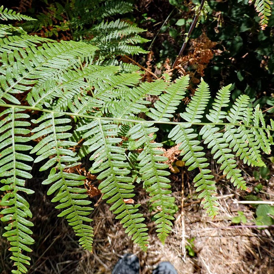 Gruen und Blueten aus dem Schwarzwald 03