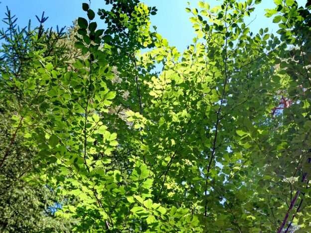 Gruen und Blueten aus dem Schwarzwald 04