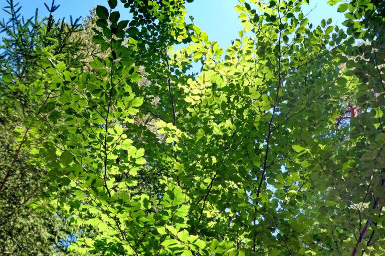 Gruen und Blueten aus dem Schwarzwald 04