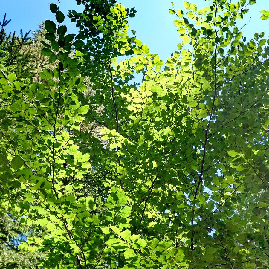 Gruen und Blueten aus dem Schwarzwald 04