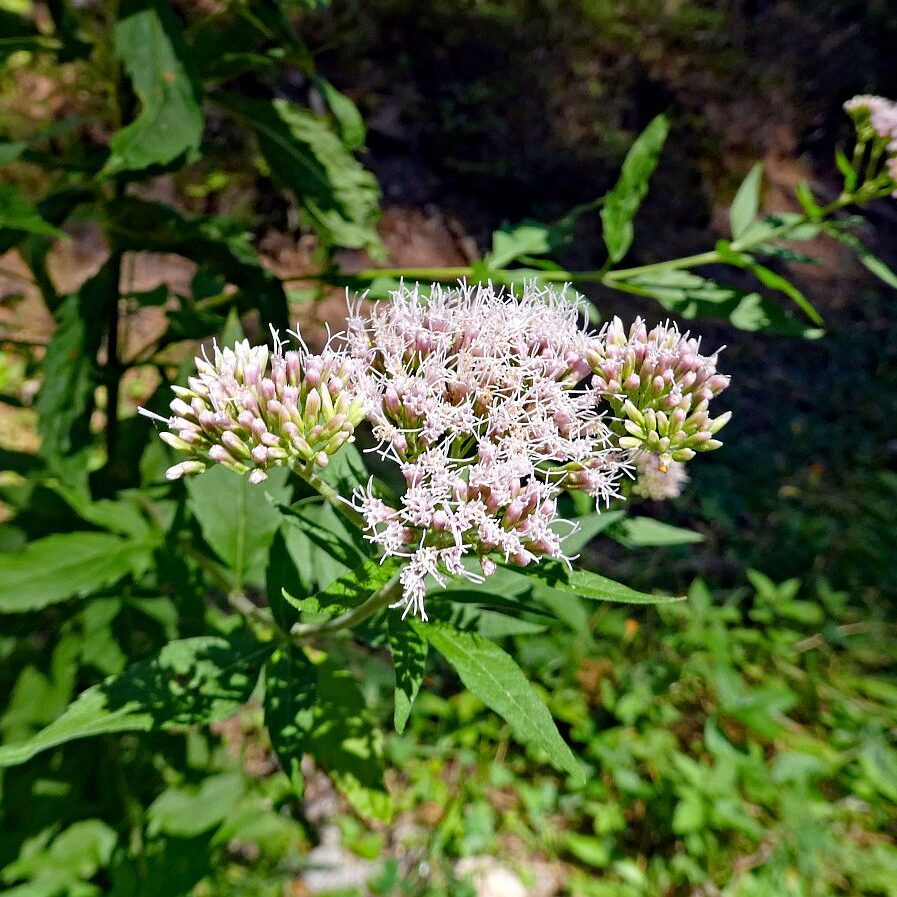 Gruen und Blueten aus dem Schwarzwald 05