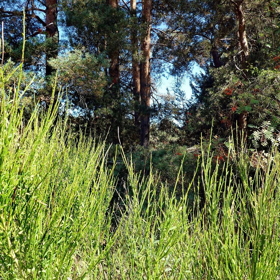 Gruen und Blueten aus dem Schwarzwald 06