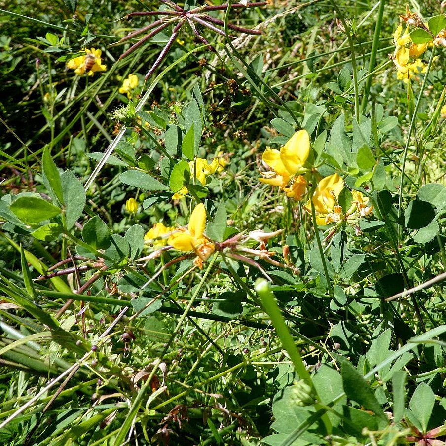Gruen und Blueten aus dem Schwarzwald 08