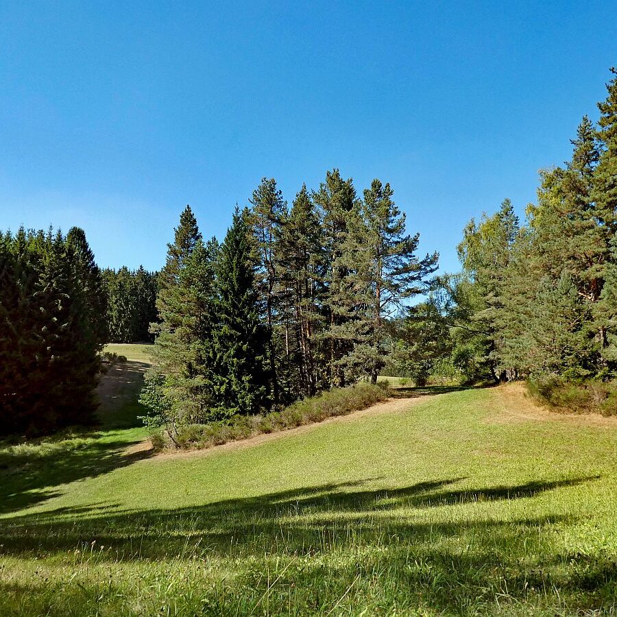 Gruen und Blueten aus dem Schwarzwald 09