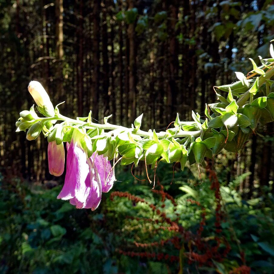 Gruen und Blueten aus dem Schwarzwald 10