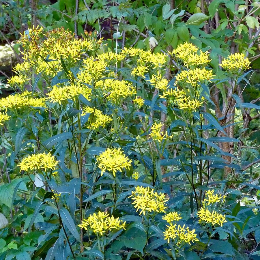 Gruen und Blueten aus dem Schwarzwald 12