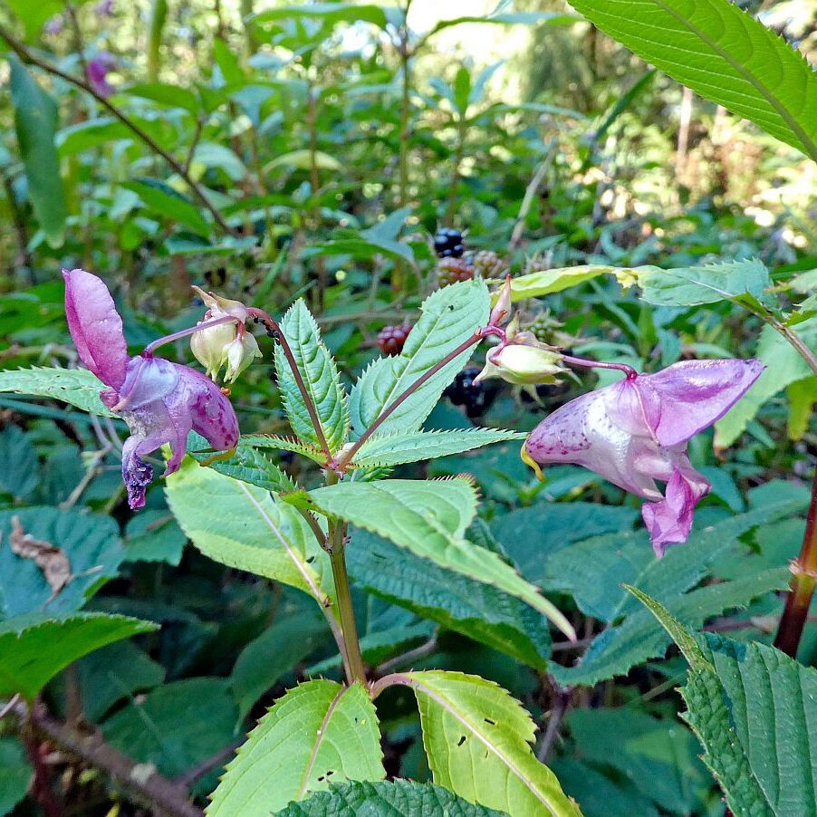 Gruen und Blueten aus dem Schwarzwald 13