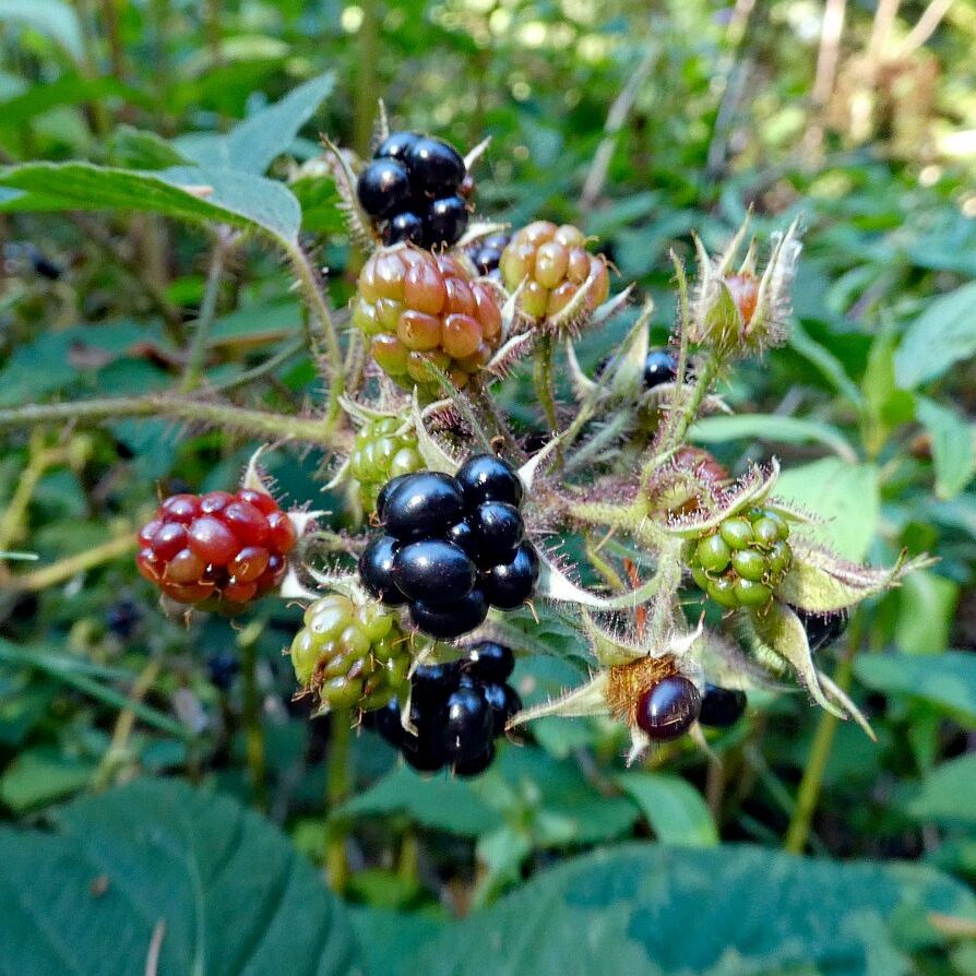 Gruen und Blueten aus dem Schwarzwald 14