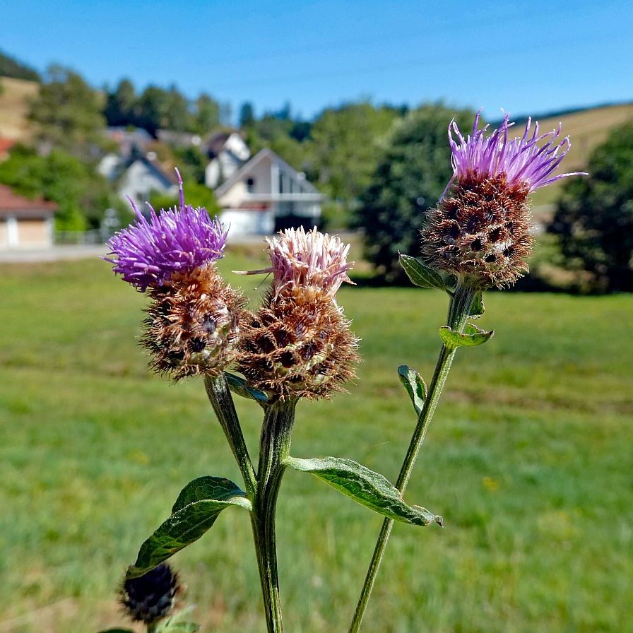 Gruen und Blueten aus dem Schwarzwald 15