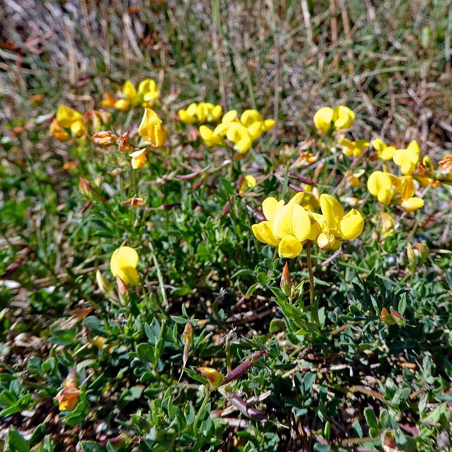 Gruen und Blueten aus dem Schwarzwald 16