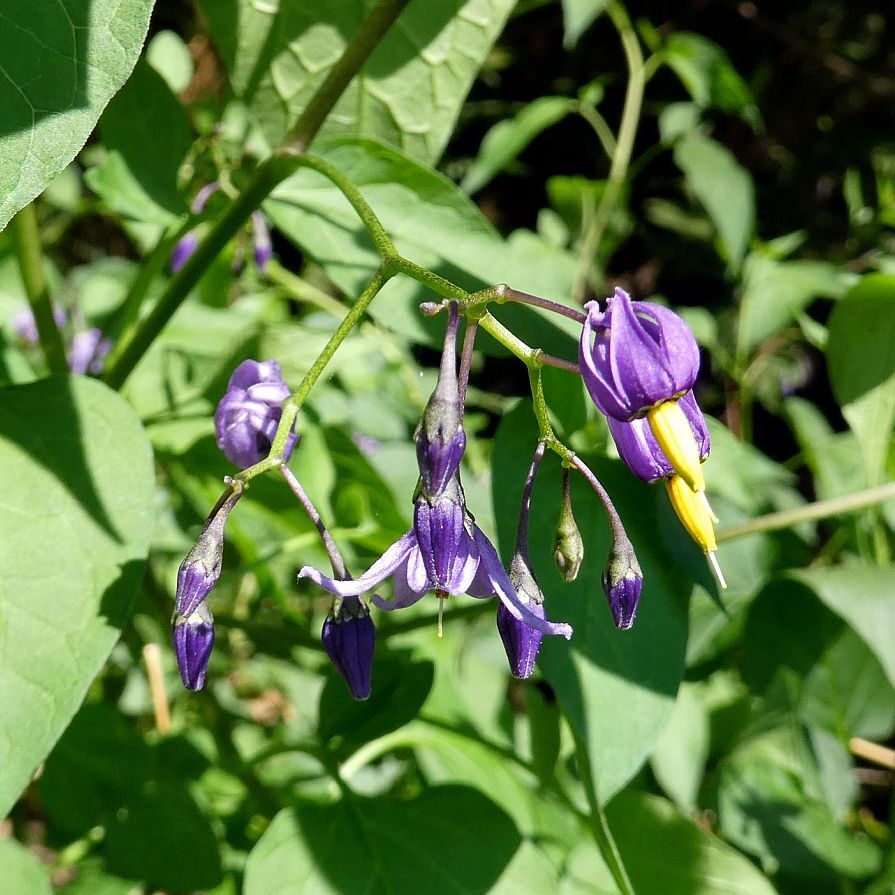 Gruen und Blueten aus dem Schwarzwald 17