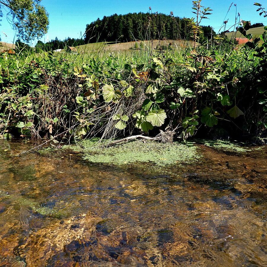 Gruen und Blueten aus dem Schwarzwald 18