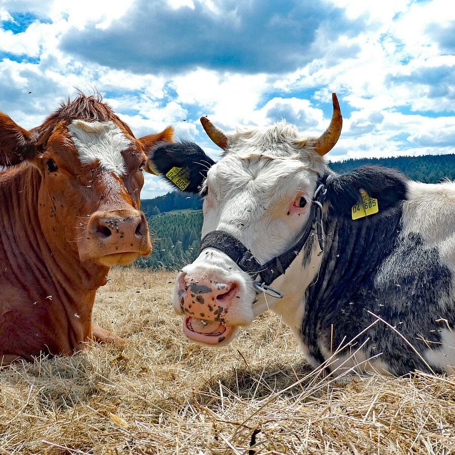 Wanderung Tennenbronn Dorfberg Buehl Halde Bach 04