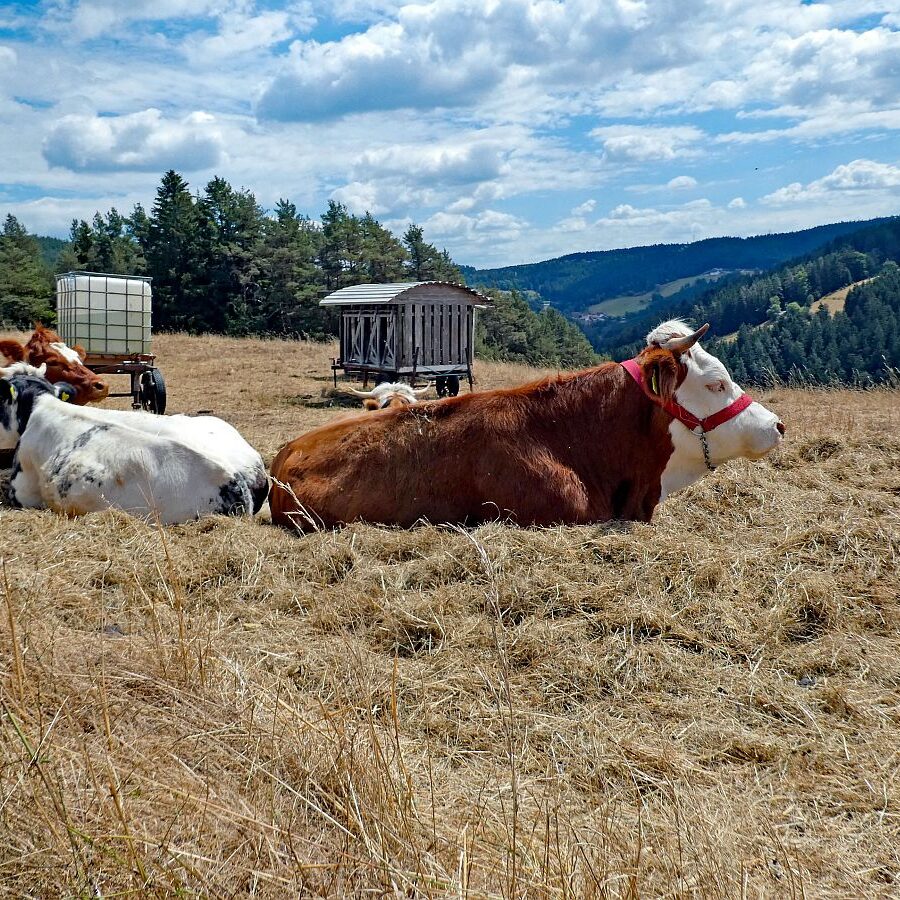 Wanderung Tennenbronn Dorfberg Buehl Halde Bach 05