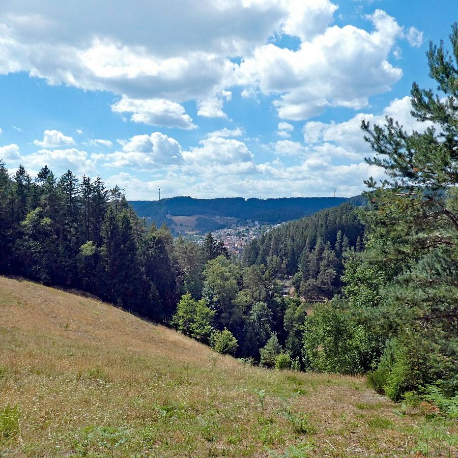Wanderung Tennenbronn Dorfberg Buehl Halde Bach 12