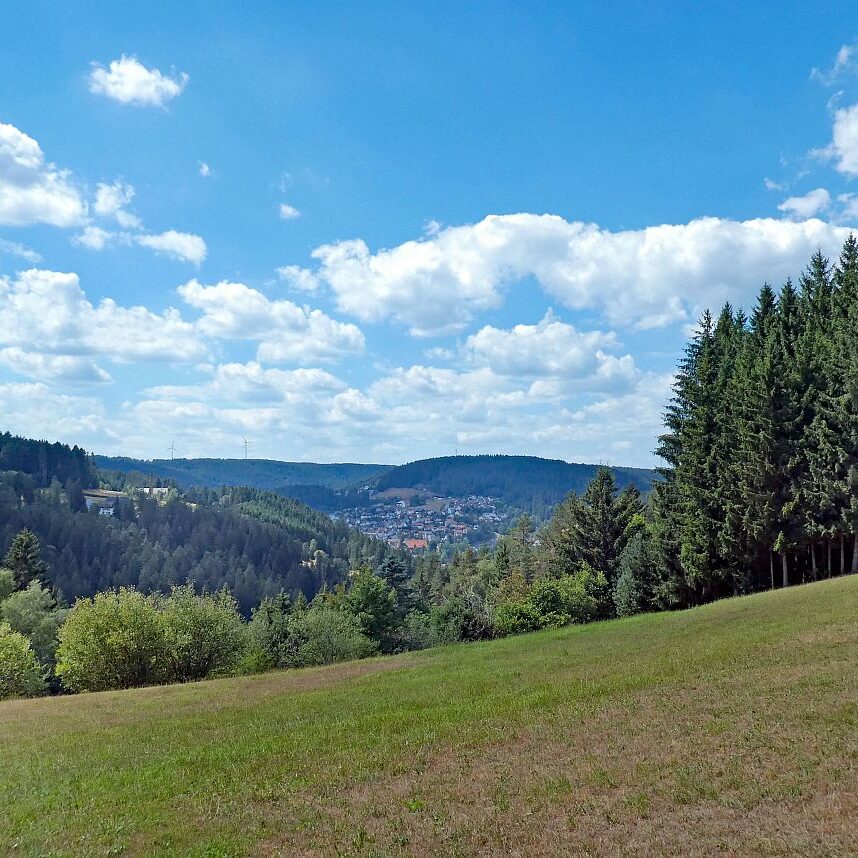Wanderung Tennenbronn Dorfberg Buehl Halde Bach 13