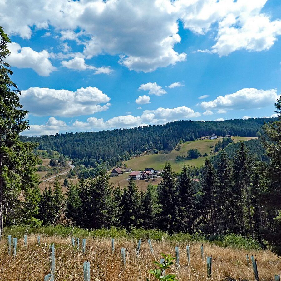 Wanderung Tennenbronn Dorfberg Buehl Halde Bach 17