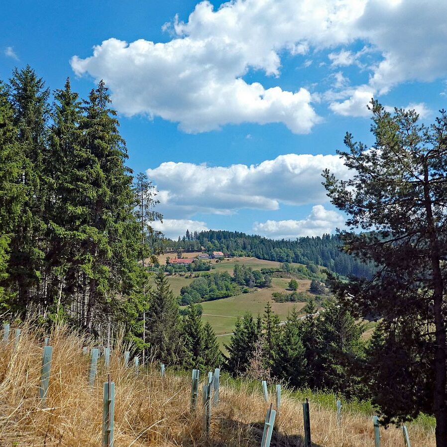 Wanderung Tennenbronn Dorfberg Buehl Halde Bach 18