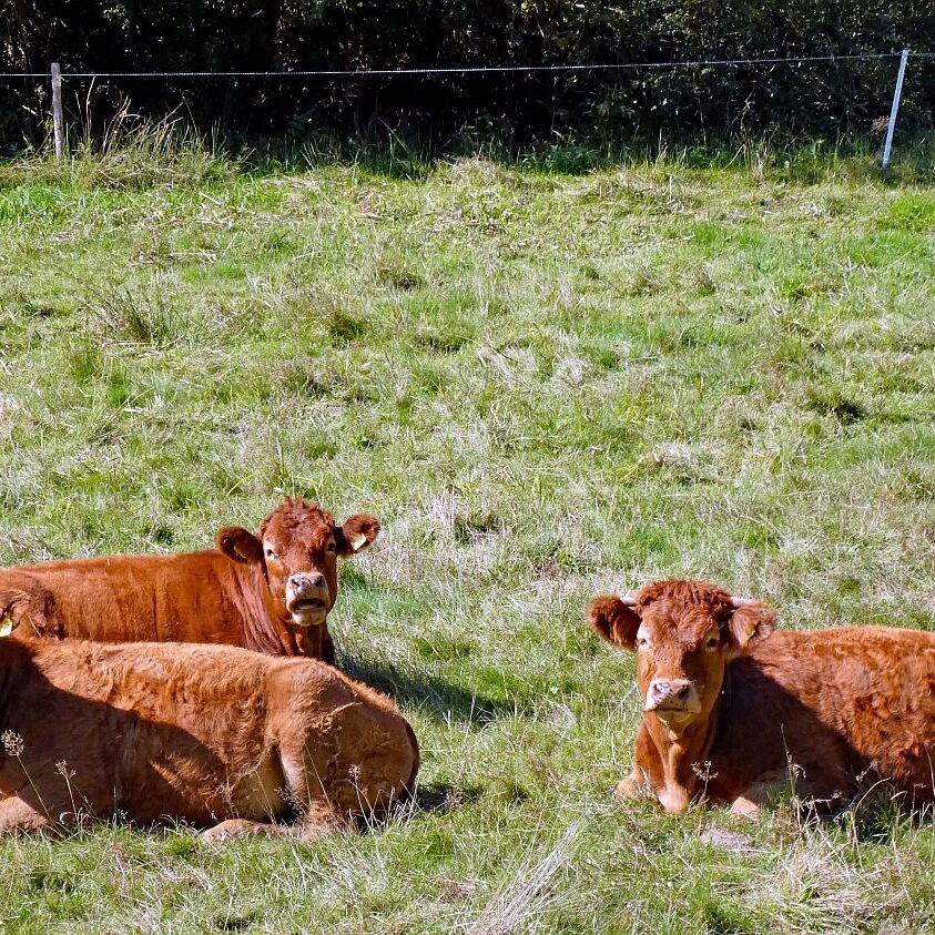 Auf dem Schmetterlingspfad in Tennenbronn im Eichbachtal 02