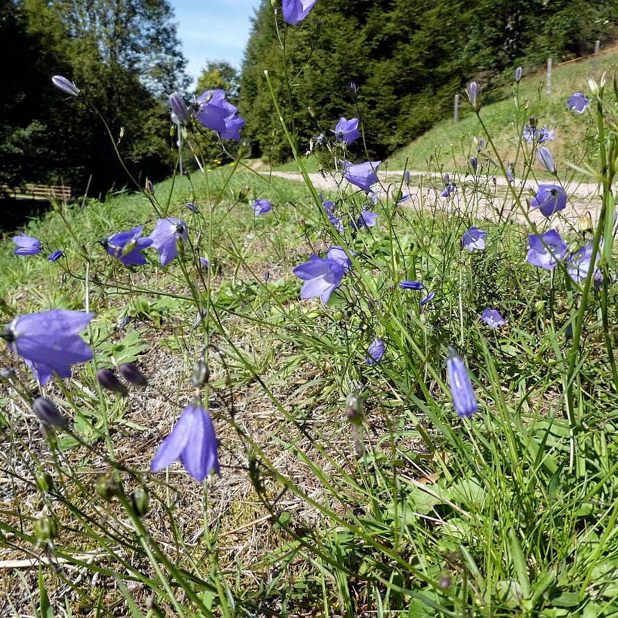 Auf dem Schmetterlingspfad in Tennenbronn im Eichbachtal 06