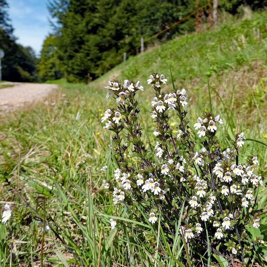 Auf dem Schmetterlingspfad in Tennenbronn im Eichbachtal 07
