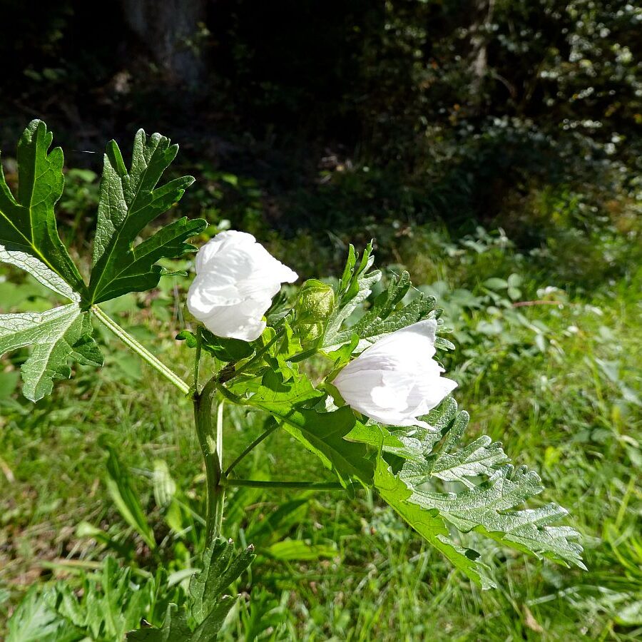 Auf dem Schmetterlingspfad in Tennenbronn im Eichbachtal 08