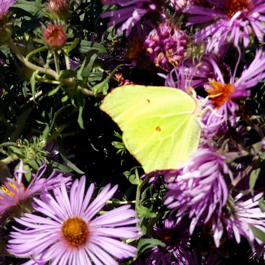 Auf dem Schmetterlingspfad in Tennenbronn im Eichbachtal 10