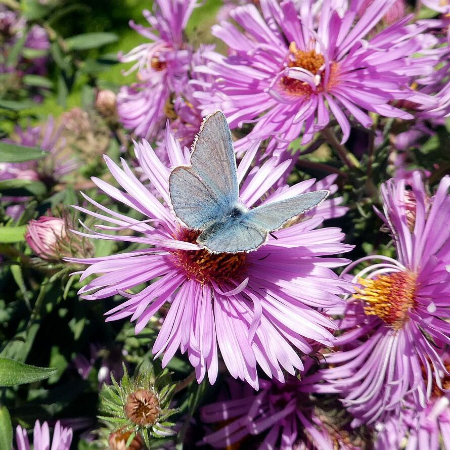 Auf dem Schmetterlingspfad in Tennenbronn im Eichbachtal 11