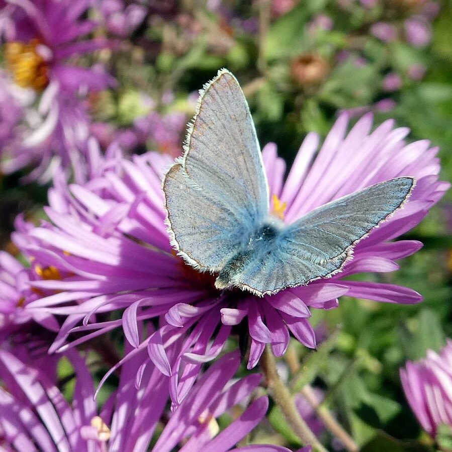 Auf dem Schmetterlingspfad in Tennenbronn im Eichbachtal 12