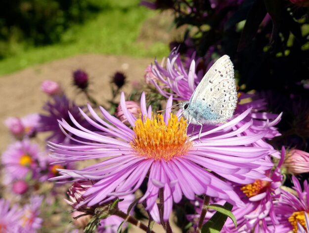 Auf dem Schmetterlingspfad in Tennenbronn im Eichbachtal 13