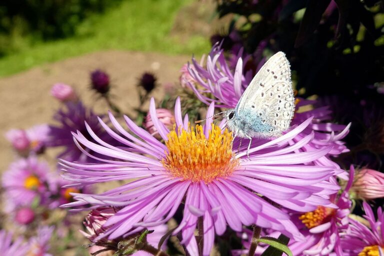 Auf dem Schmetterlingspfad in Tennenbronn im Eichbachtal 13