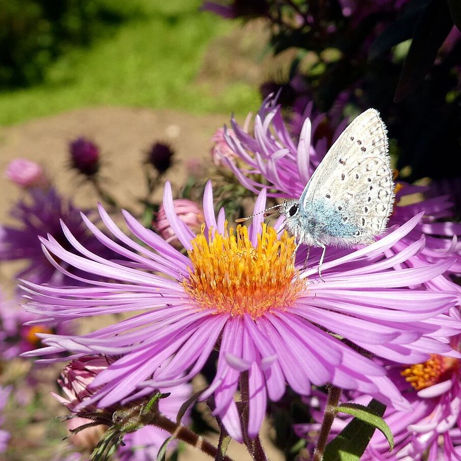 Auf dem Schmetterlingspfad in Tennenbronn im Eichbachtal 13