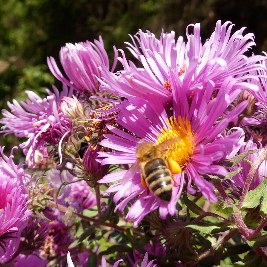 Auf dem Schmetterlingspfad in Tennenbronn im Eichbachtal 14
