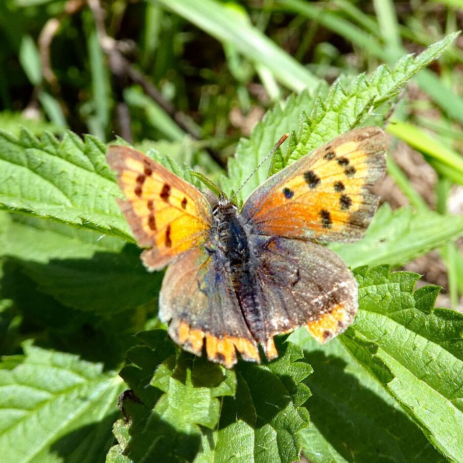 Auf dem Schmetterlingspfad in Tennenbronn im Eichbachtal 15