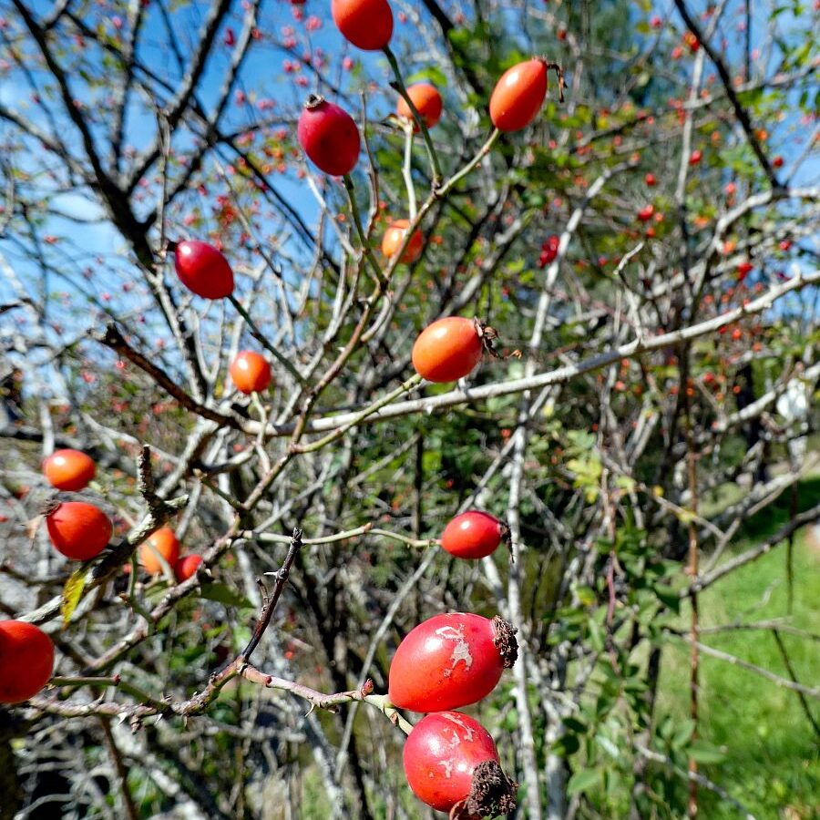 Auf dem Schmetterlingspfad in Tennenbronn im Eichbachtal 17