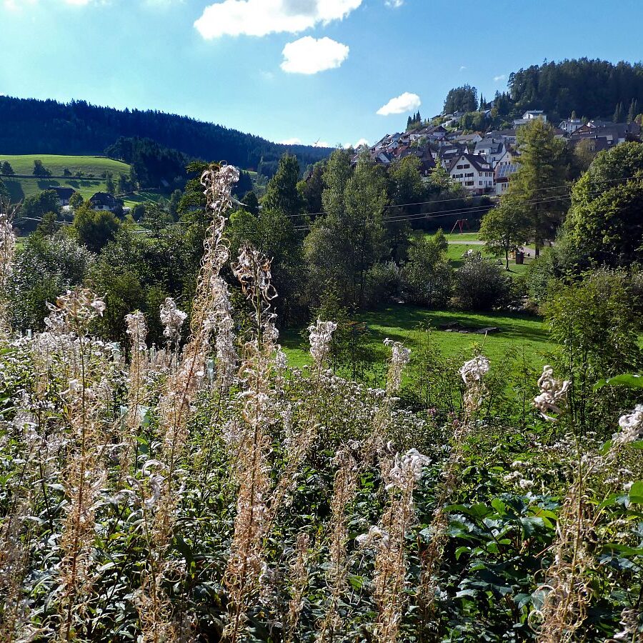 Blumen am Brunnenspitz am See in Tennenbronn 01