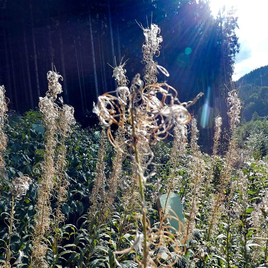 Blumen am Brunnenspitz am See in Tennenbronn 02