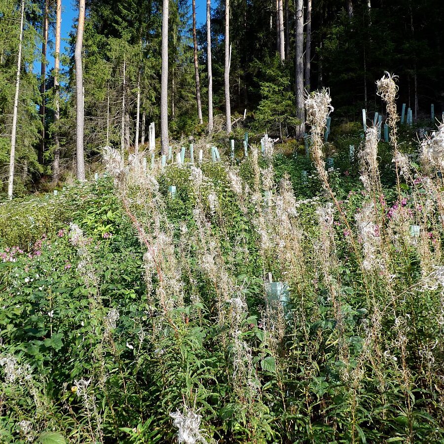 Blumen am Brunnenspitz am See in Tennenbronn 03