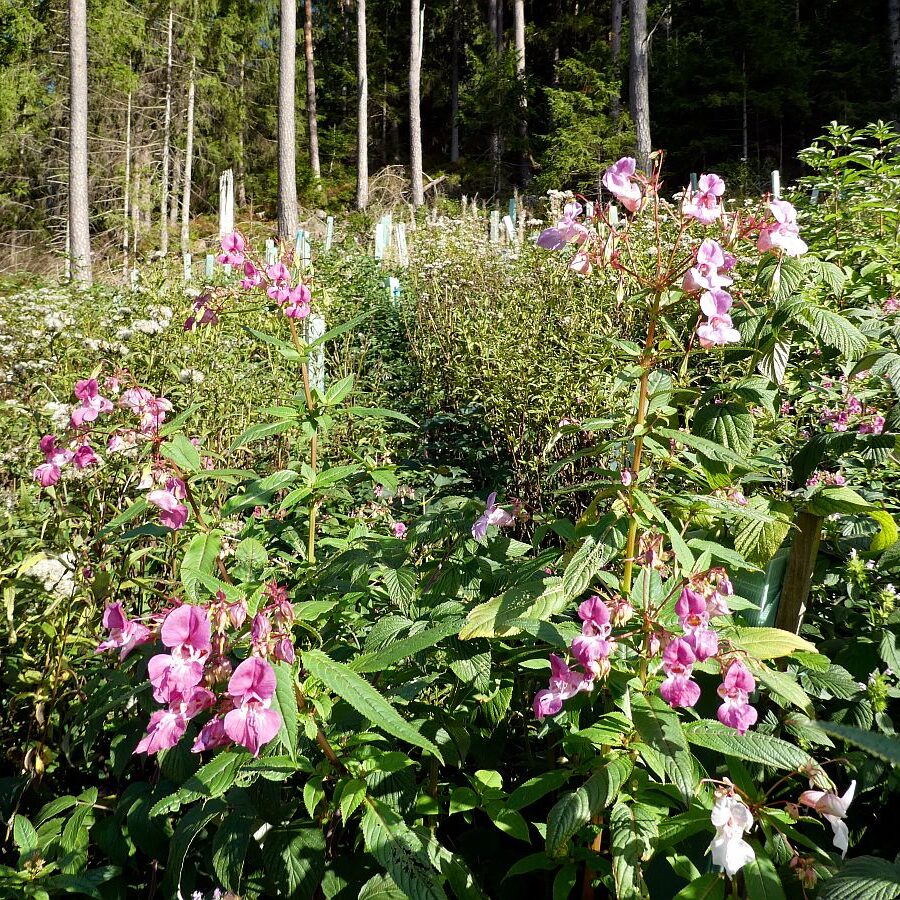 Blumen am Brunnenspitz am See in Tennenbronn 04
