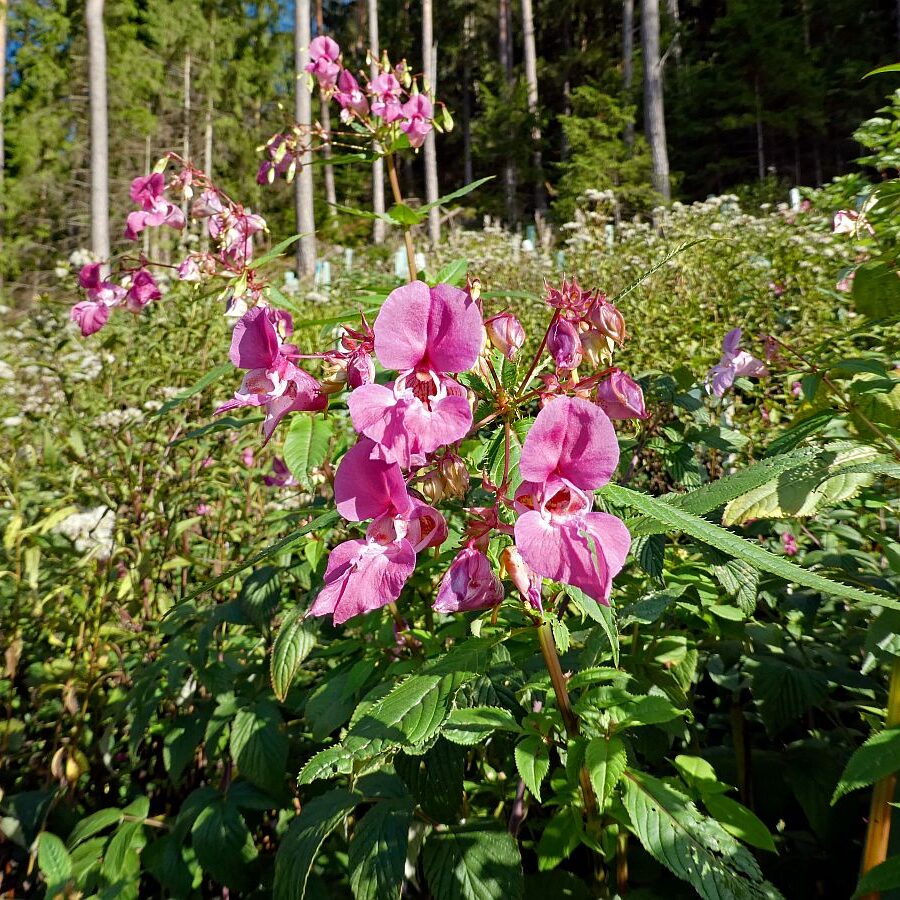 Blumen am Brunnenspitz am See in Tennenbronn 05
