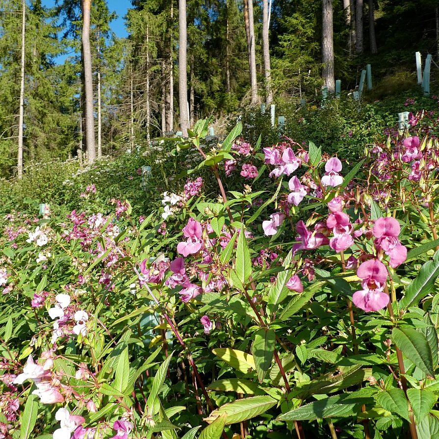 Blumen am Brunnenspitz am See in Tennenbronn 06