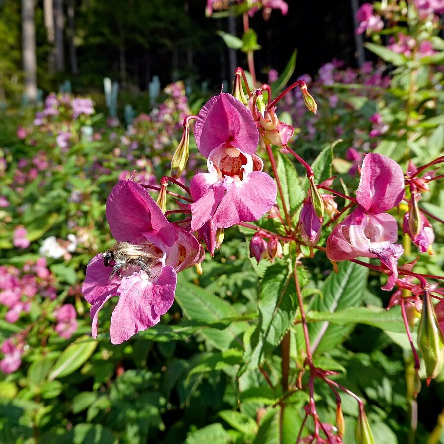 Blumen am Brunnenspitz am See in Tennenbronn 07
