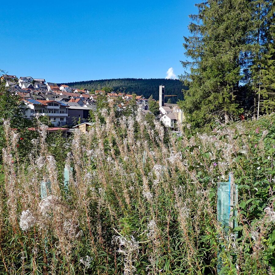 Blumen am Brunnenspitz am See in Tennenbronn 08