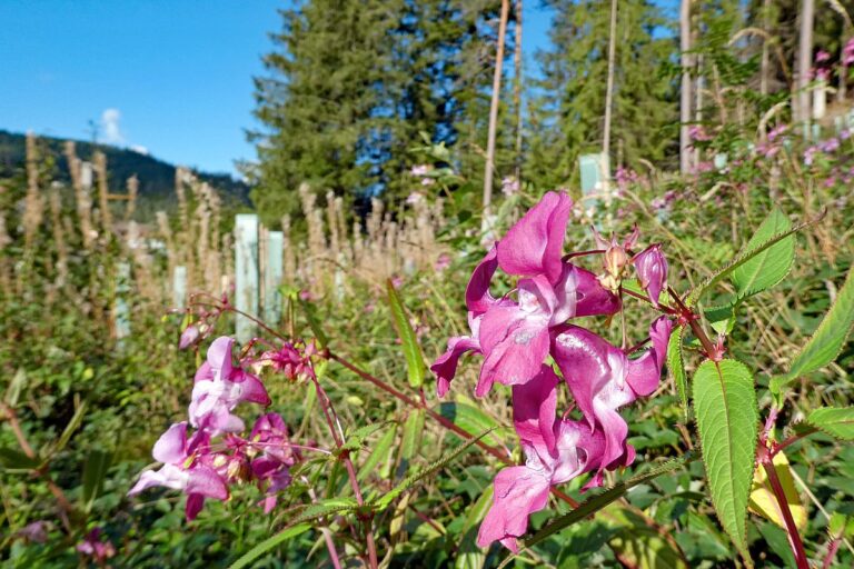 Blumen am Brunnenspitz am See in Tennenbronn 09