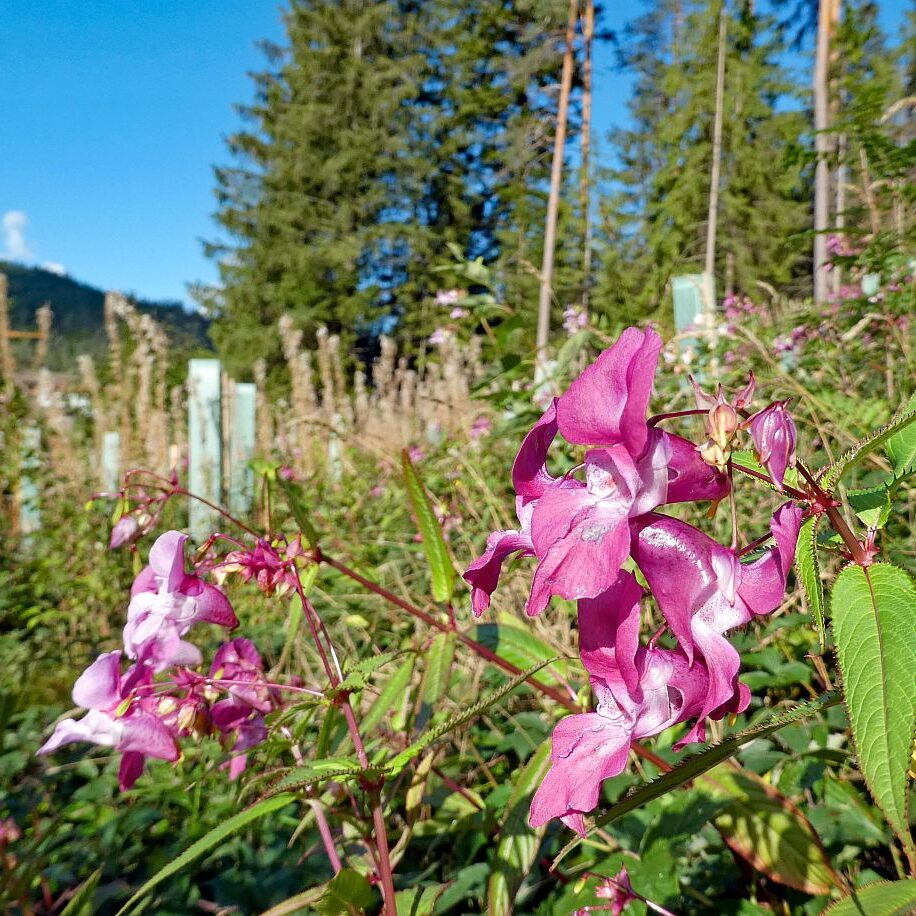 Blumen am Brunnenspitz am See in Tennenbronn 09