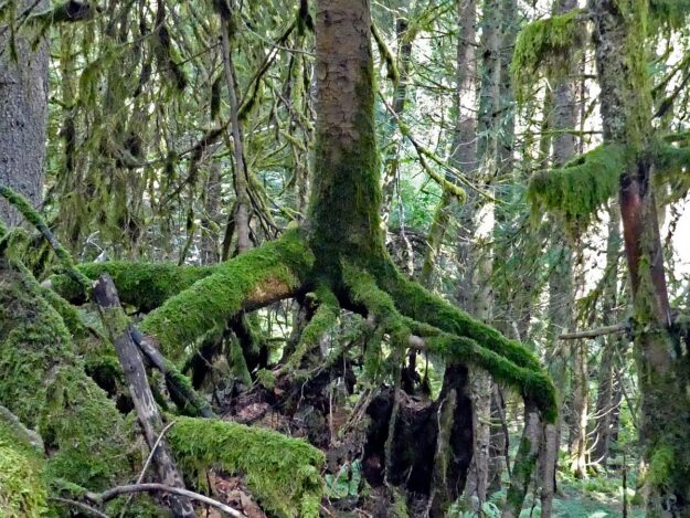 verwunschene Waelder in Tennenbronn 04
