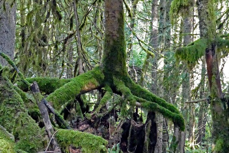 verwunschene Waelder in Tennenbronn 04